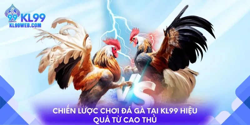 Chiến lược chơi đá gà tại KL99 hiệu quả từ cao thủ