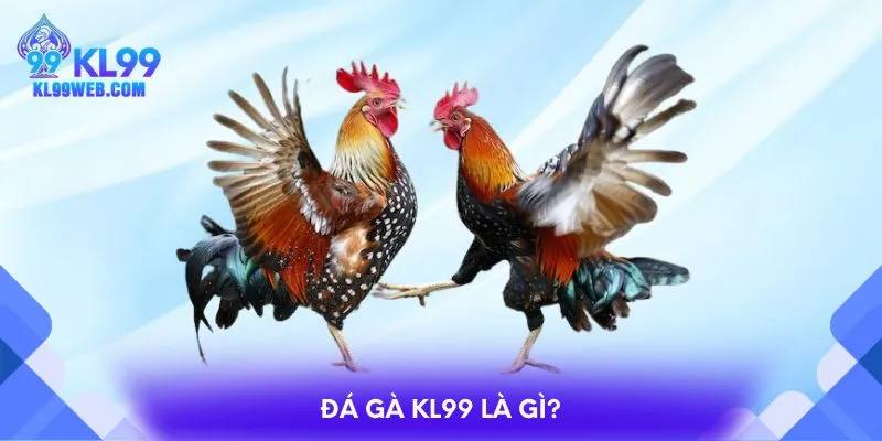 Đá gà KL99 là gì?
