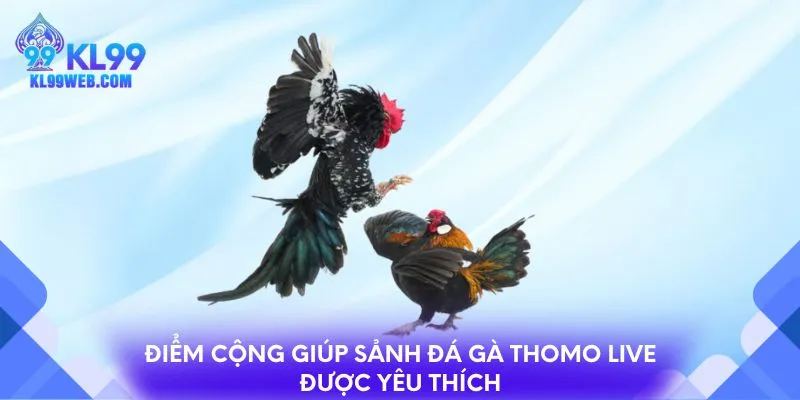 Điểm cộng giúp sảnh đá gà Thomo live được yêu thích