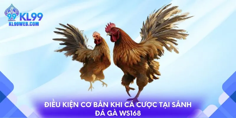 Điều kiện cơ bản khi cá cược tại sảnh đá gà Ws168 