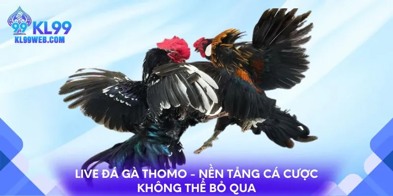 Live đá gà Thomo - Nền tảng cá cược không thể bỏ qua