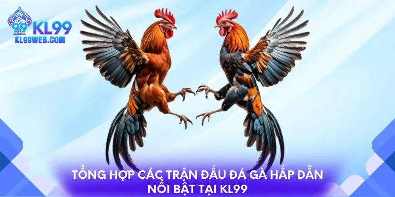 Tổng hợp các trận đấu đá gà hấp dẫn nổi bật tại KL99