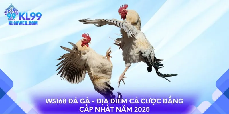 Ws168 đá gà - Địa điểm cá cược đẳng cấp nhất năm 2025